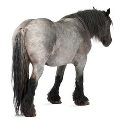 当宅女穿越yy种马修仙文